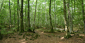 Fageda d'en Jordà