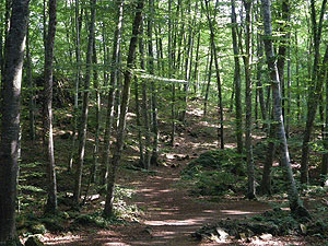 La fageda d'en Jordà