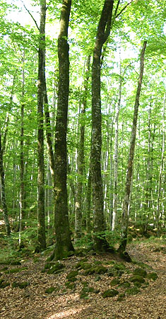 La fageda d'en Jordà